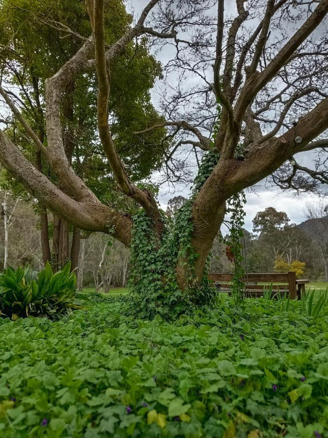 Motel Buffalo And Country Retreat Porepunkah